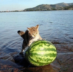 小猫送西瓜